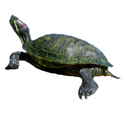 YOGA KURMA